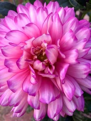 Colorful Chrysanthemums