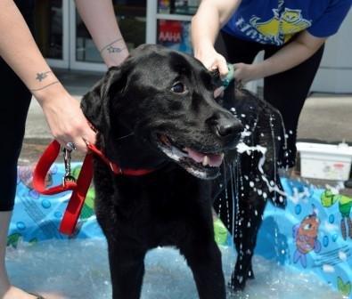 Getting squeaky clean at our annual Charity Dog Wash to benefit Seattle Children's Hospital