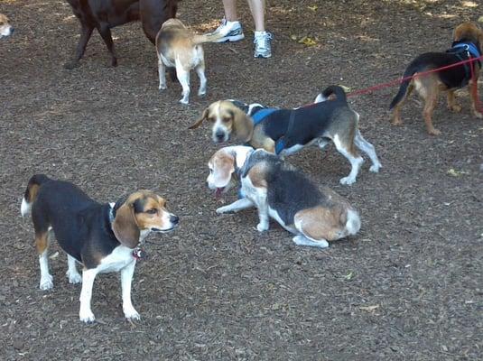 It's a Beagle Party!