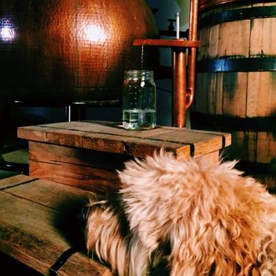 Moose the distillery dog is also in charge of quality control.