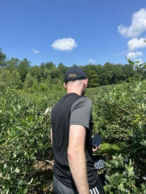 Blueberry fields