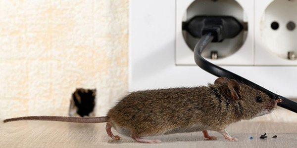 Effective rodent control is more important than you might think - mice aren't just cute; they can be deadly!