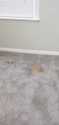 water damage to floor and mold under carpet