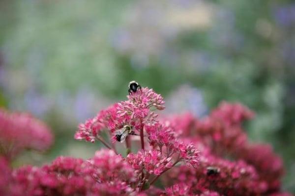 Gardens by Demetra