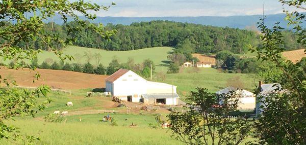 Snapps Creek Stables