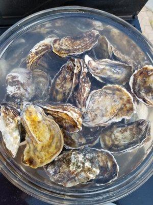 Soaking oysters before they hit the grill.