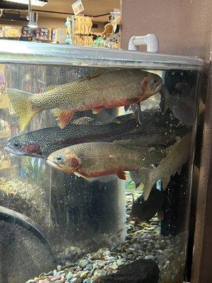 Some of the fish in the smaller aquarium