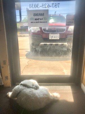 Her friendly dog checking out the view.