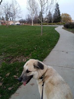 Nice walkways for people, dogs and bikes