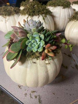 Succulent pumpkin!