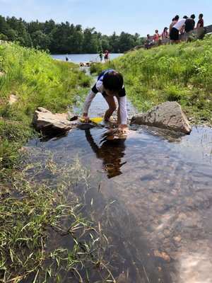 a little stream where tiny fish can be observed