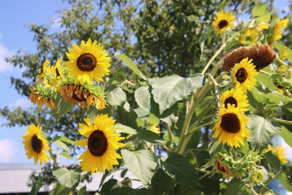 Summer blooms