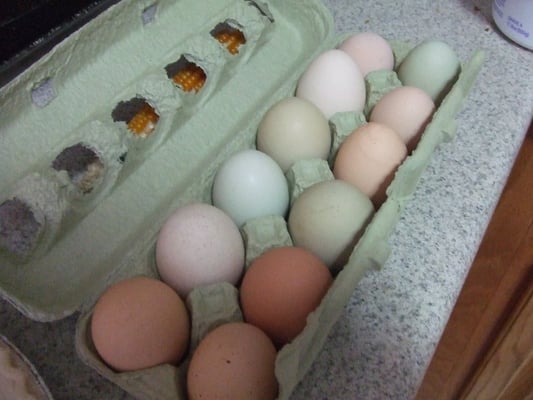 eggs from Cowberry Crossing!