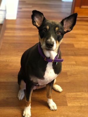 Carmella after her grooming