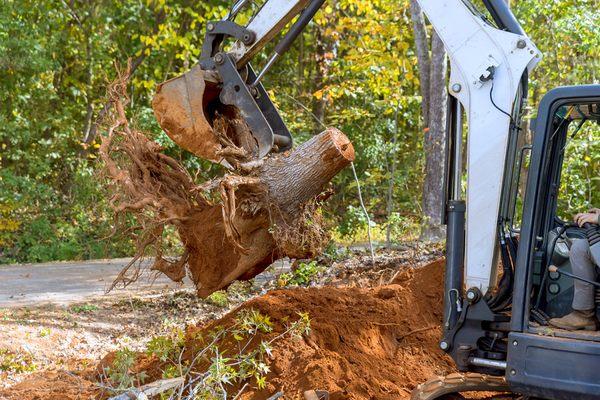 Stump Removal