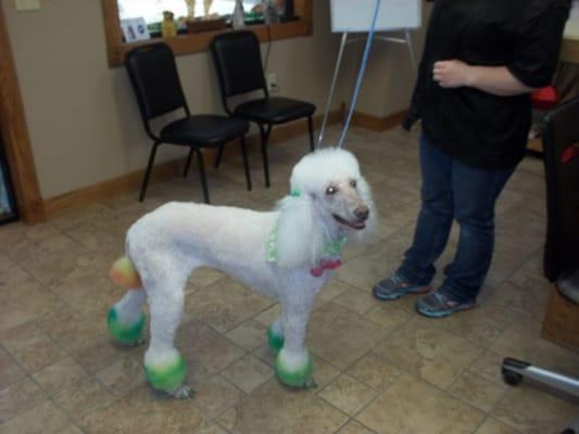 Getting into the St. Patrick's Day spirit at Doggie Sap of America