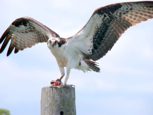 Osprey on the Dering Harbor's dock