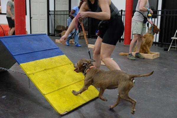 Agility training!