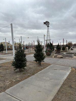 Christmas tree selection (I showed up late in the season)