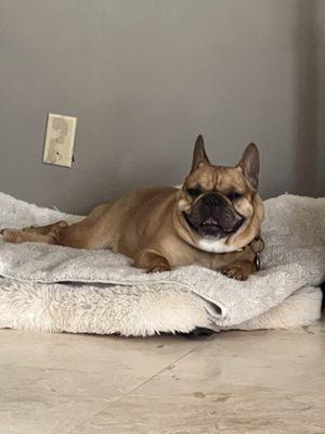 Napoleon, Josephine and Francesca enjoyed his spa day