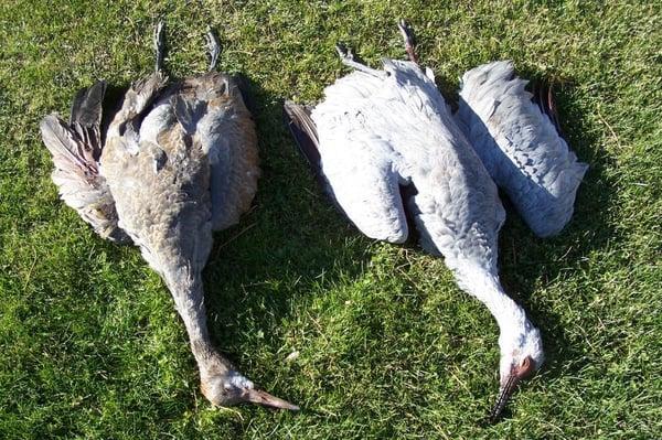 Sandhill Cranes hunt