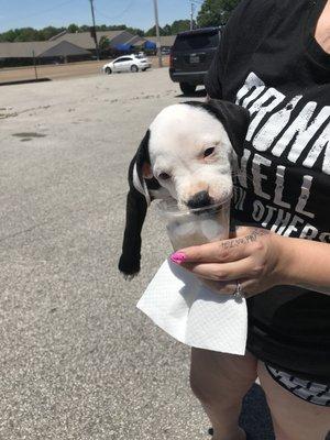 Chicken Broth-flavored Snow Bone for pups!