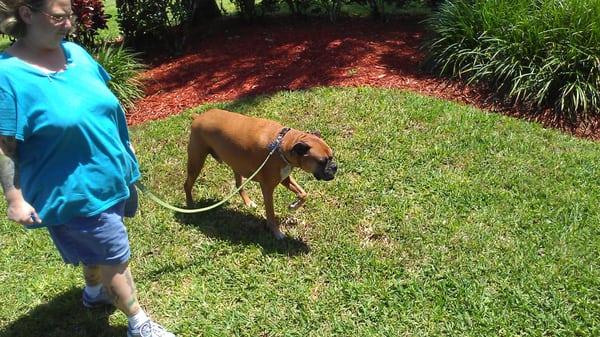 BooBoo taking his daily dog walk in naples