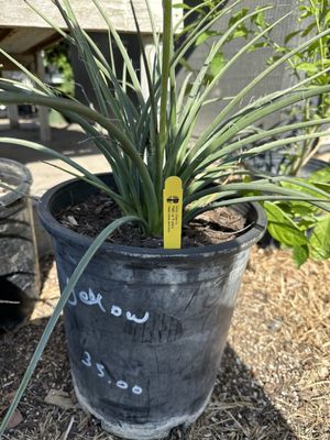 Yucca 3/2024