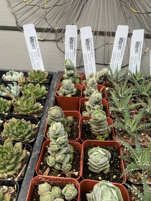 Stacked Crassula pangolin