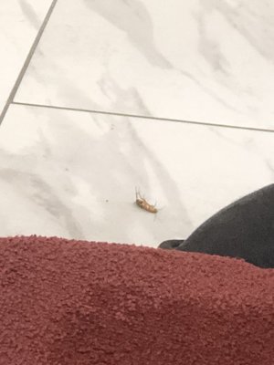 Live roach. A worker eventually stepped on it accidentally and didn't bother cleaning it up.