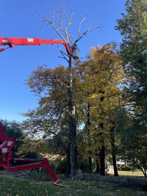 Guys cutting tree.