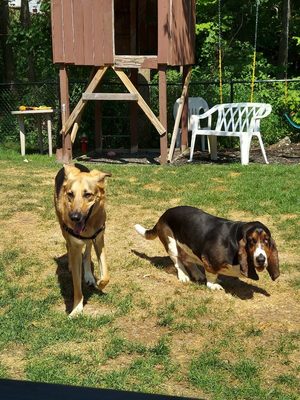 Finn and Maria's pup playing in the yard