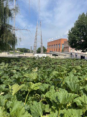 Lots of vegetables growing