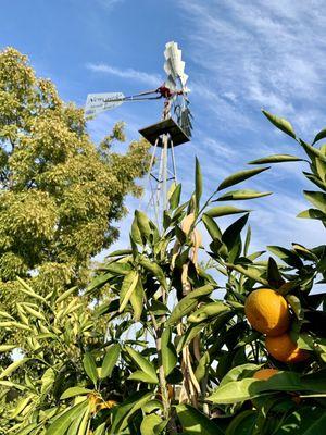 Windmill with Mandarins