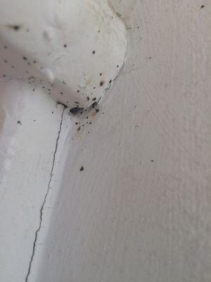 Fecal matter from bed bugs are seen here at a corner of door trim in a bedroom