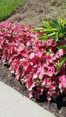 Beautiful flowers out front