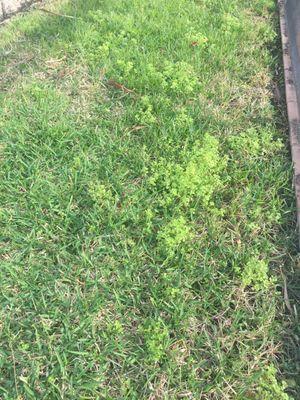 Weeds mixed in our lawn now.