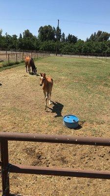 Arivaca Boys Ranch