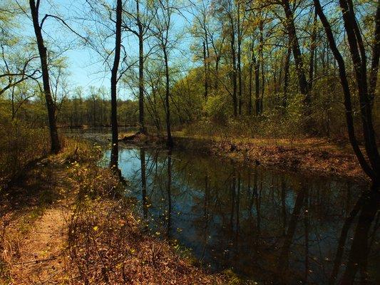 A view within Patuxent Ponds Park.