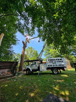 Chester Tree Care