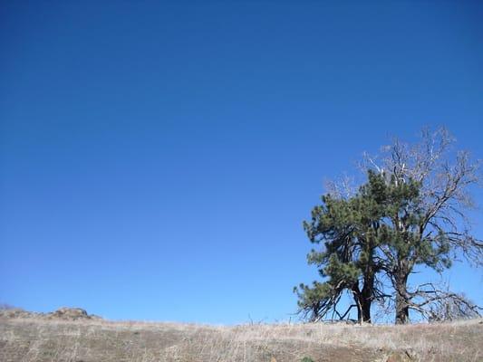 High Meadow, and lone tree