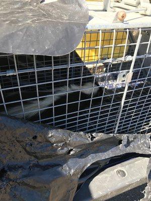 An unwanted skunk pulled from under a home using a live trap.