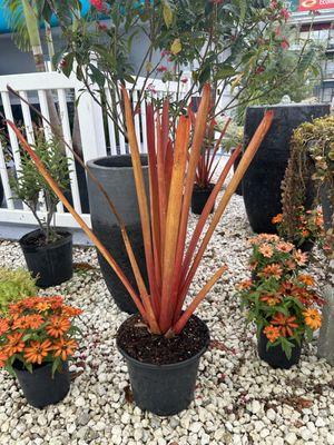 Red candle bromeliad