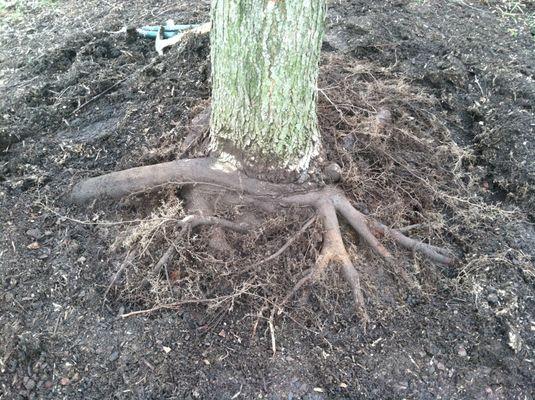 A classic example of girdling roots preventing the tree from getting the nutrition it needs.