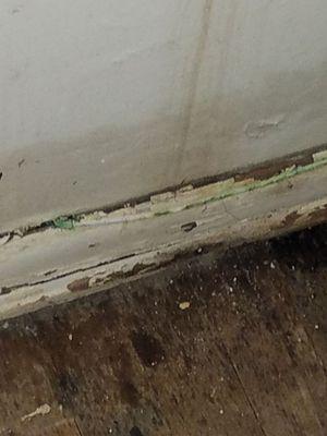 Live termites damage