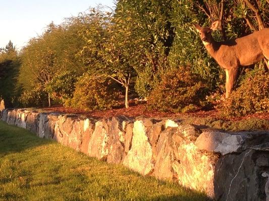 A Rock Wall we built in the Edgmore neighborhood in Bellingham, WA. Shortly after there was a deer enjoying the new landscape.