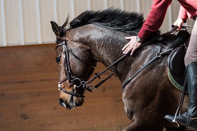 Versailles Equestrian