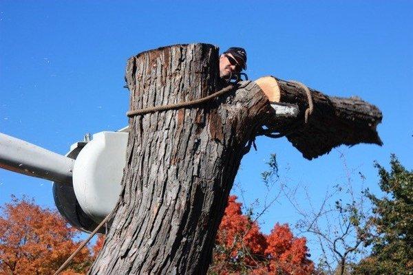 Tree Service