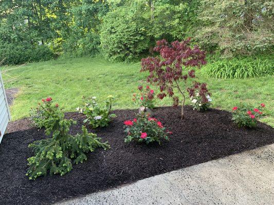 Tree and Shrub planting done by Love Trees LLC