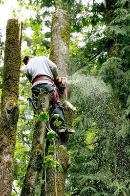 Tree Removal